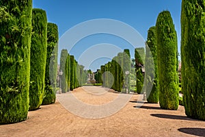 Tall trees in The jardines, royal garden of the Alcazar de los R