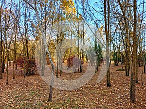 Tall trees without leaves in the park, autumn landscape, clear sunny day. Bright autumn landscape with the trees