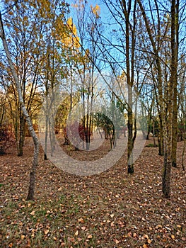 Tall trees without leaves in the park, autumn landscape, clear sunny day. Bright autumn landscape with the trees