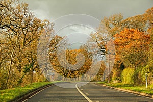 Tall trees between long road on country side drive