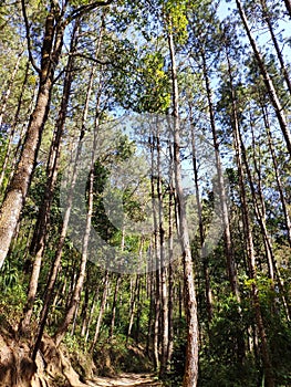 The tall trees in the lush forest