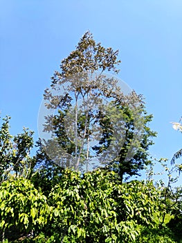 tall trees with lush leaves and blue clouds