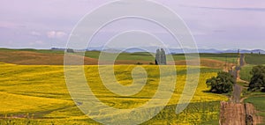 Tall trees in the middle of rapeseed fields in Palouse, Washington state