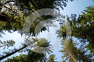 Tall trees in the Mt Baker-Snoqualmie National Forest near Nooksack Falls, looking up at sky