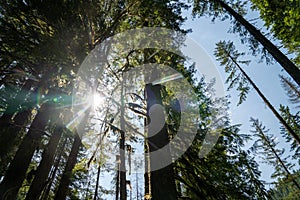 Tall trees in the Mt Baker-Snoqualmie National Forest near Nooksack Falls, looking up at sky with lots of lens flare