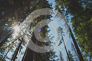 Tall trees in the Mt Baker-Snoqualmie National Forest near Nooksack Falls, looking up at sky with lots of lens flare