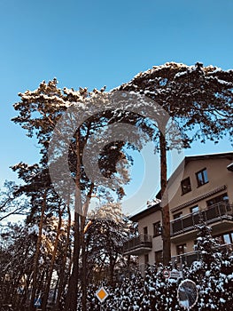 Tall trees in Otwock, Poland are covered in snow and sunshine