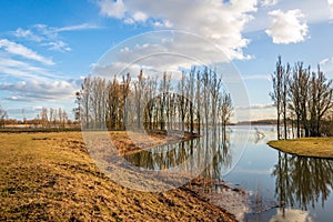 Tall trees reflected