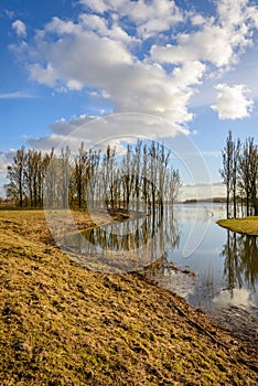 Tall trees reflected