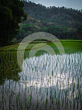 Tall trees and Rice paddies, shadows and contrast, flores, Indonesia