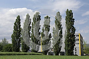 Tall Trees in a Row