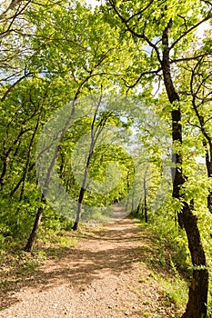 Tall trees in spring and green foliage