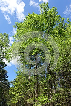 Tall Trees with Spring Green Leaves after Just Opening