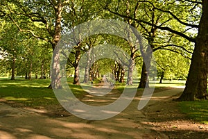 Tall trees sunny avenue Green Park London