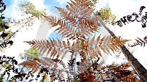 Tall trees surrounding the tiny shrub