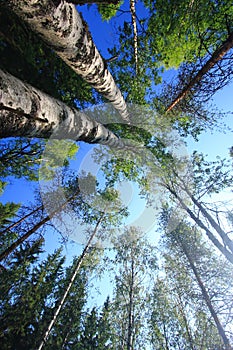 Tall trees temperate forests