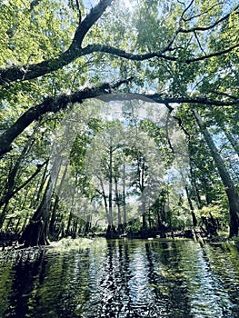 Tall trees tower over Jonathan Spring on the Sante Fe River, Florida