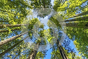 Tall Trees Towering Redwoods National Park Crescent City California