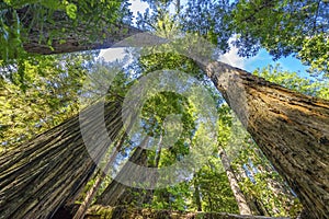 Tall Trees Towering Redwoods National Park Crescent City California