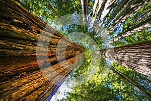 Tall Trees Towering Redwoods National Park Crescent City California photo