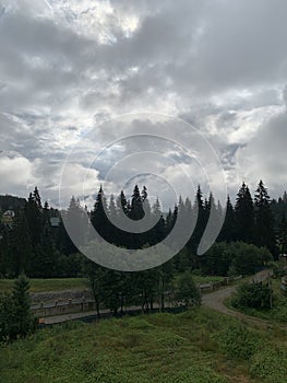 Vysoké stromy v ukrajinských Karpatoch a sivá obloha