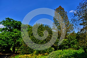 Tall trees under a blue sky