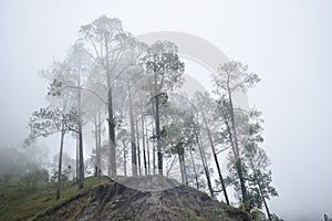 Tall trees in winter in himalayas on a hilltop