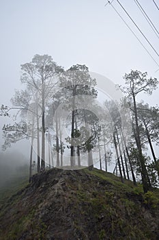 Tall trees in winter in himalayas on a hilltop