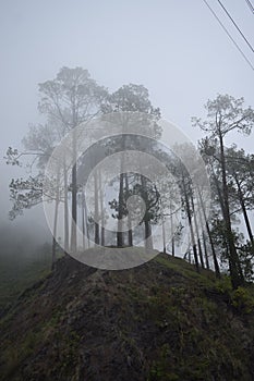 Tall trees in winter in himalayas on a hilltop