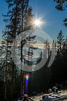 Tall trees in winter sun