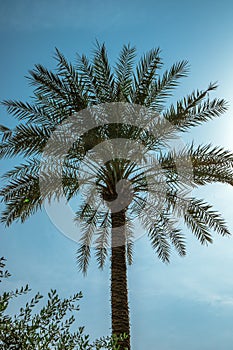 Tall tropical palm tree blue sky in Dubai