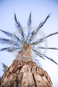 Exotic palm tree bottom view against the background of the sky