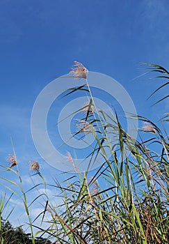 Tall tropical reeds and blue sky landscape
