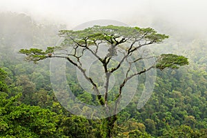 Tall tropical tree in the mountain
