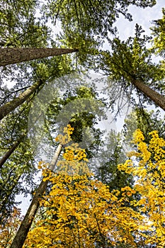 Tall trunks of green spruce trees and the yellow crown of young maples against the background of a gray autumn sky