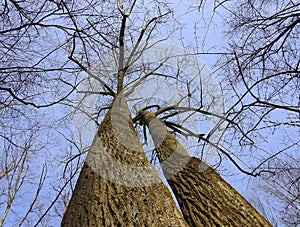 Tall Tulip Tree Twins in a New England Forest