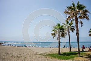Tall twin palm trees along the Malaguera beach with ocean in the