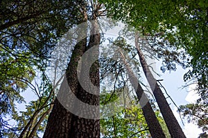 Tall twin pines in Borovsky pine forest