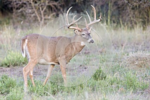 Tall typical whitetail buck in fall
