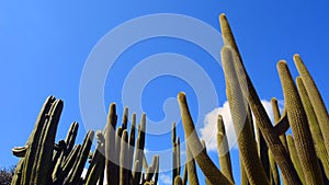 Tall unbranched columnar habit Cephalocereus