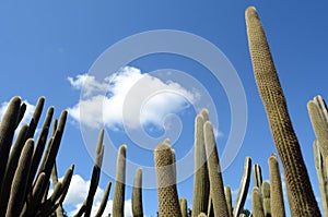 Tall unbranched columnar habit Cephalocereus