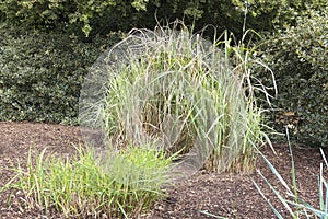 Tall variegated grasses as a feature in a lanscaped garden.