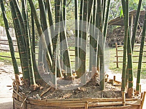 Tall vertical bamboo shoots in Vietnam