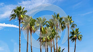 Tall vertical palm trees with green leaves against a blue sky with clouds on a clear sunny day on the French Riviera