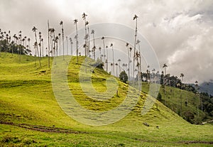 Tall wax palms in Colombia`s, Cocora Valley on cloudy day