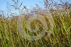 Tall weed grass blowing in wind, morning light, in meadow