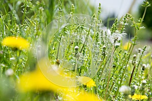 Tall weeds and dandelions