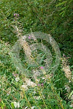 tall weeds that have gone to seed in summer