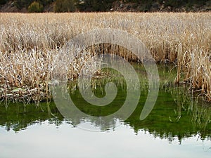 Tall weeds reflecting in the river