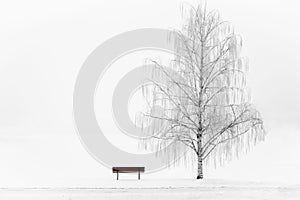 Tall weeping willow tree with a park bench on complete white background.